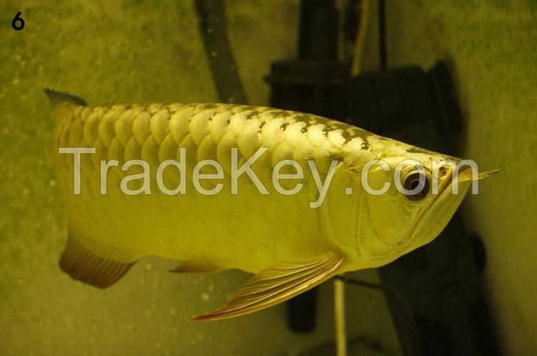 給我推薦一條頂級的紅龍魚品種，如何鑒別一條紅龍魚是否頂級？