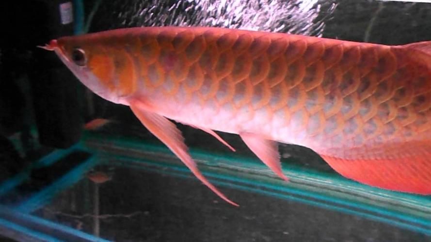 給我推薦一條頂級的紅龍魚品種，如何鑒別一條紅龍魚是否頂級？