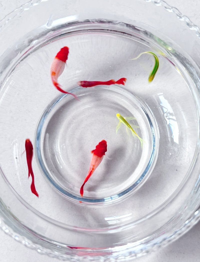 孔雀魚腹水病能活多久，孔雀魚腹水病能活多久孔雀魚腹水病能活多久