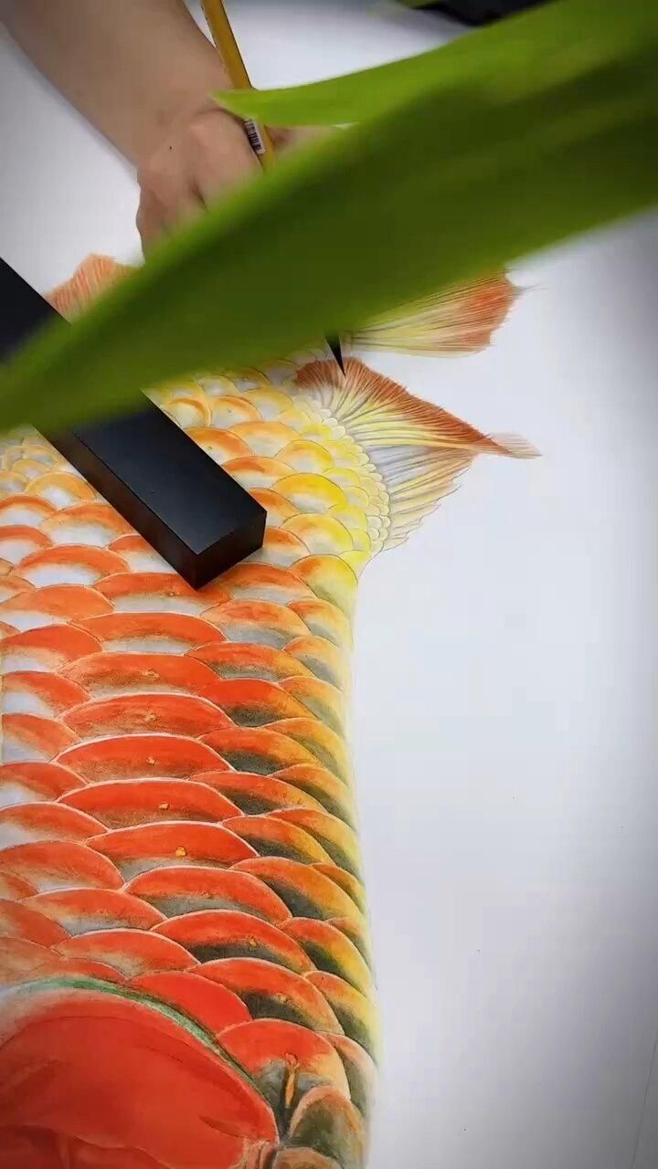 如何判斷招財龍魚是否招財？，如何判斷招財龍魚是否招財，招財龍魚的最佳擺放位置