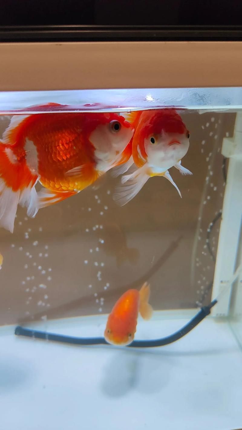 如何預防金魚再次充血