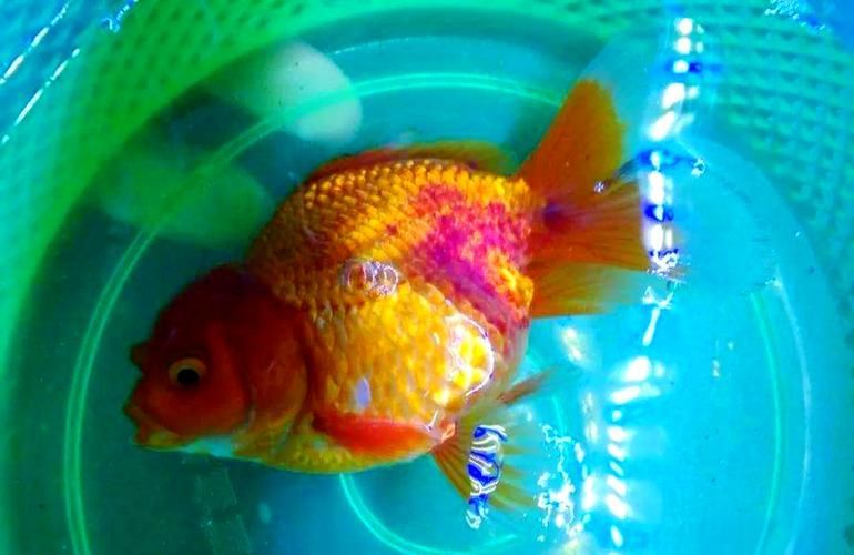 如何預防金魚再次充血