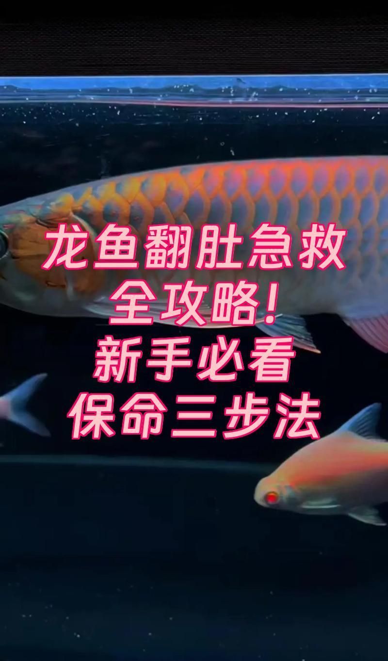 龍魚緊急情況如何快速處理，龍魚緊急情況如何處理