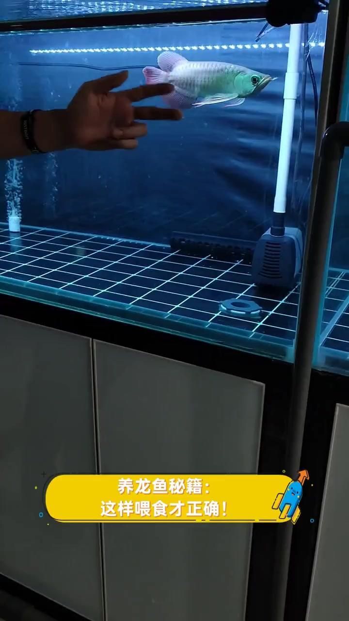20厘米龍魚每次喂食多少合適，20厘米龍魚每次喂食量應控制在其體重為1公斤