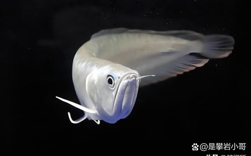 能否提供不同價位龍魚的圖片對比，不同價位龍魚的圖片對比