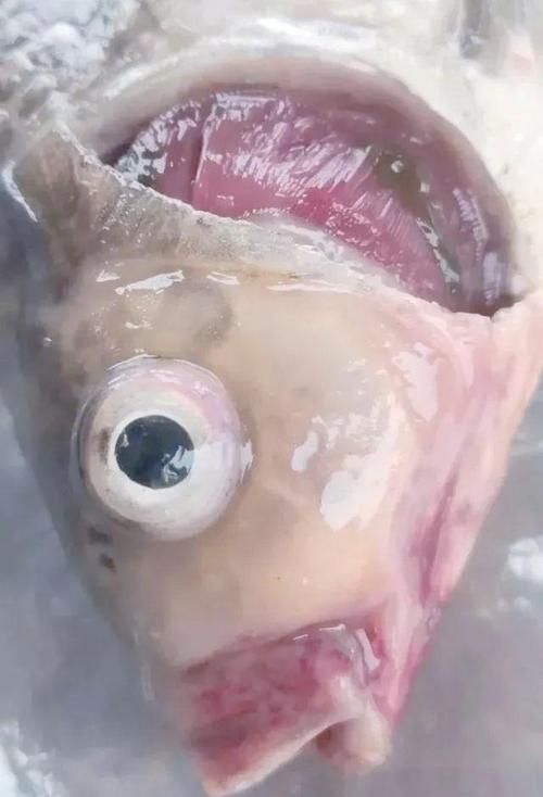 如何區分龍魚嘴發白是哪種原因？，如何區分龍魚嘴發白