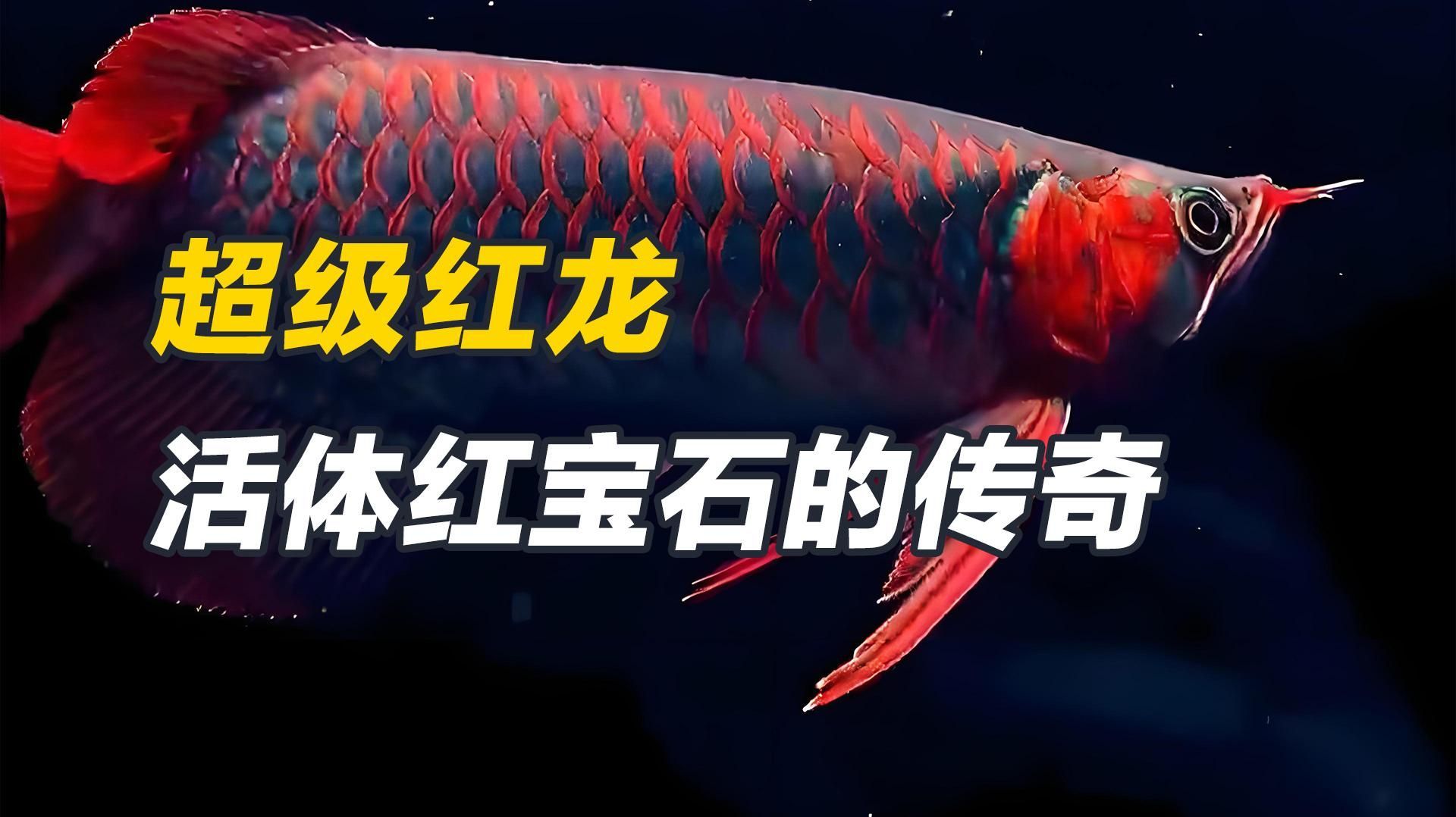 超血紅龍魚其他有價值顏色有哪些，超血紅龍魚怎么養？