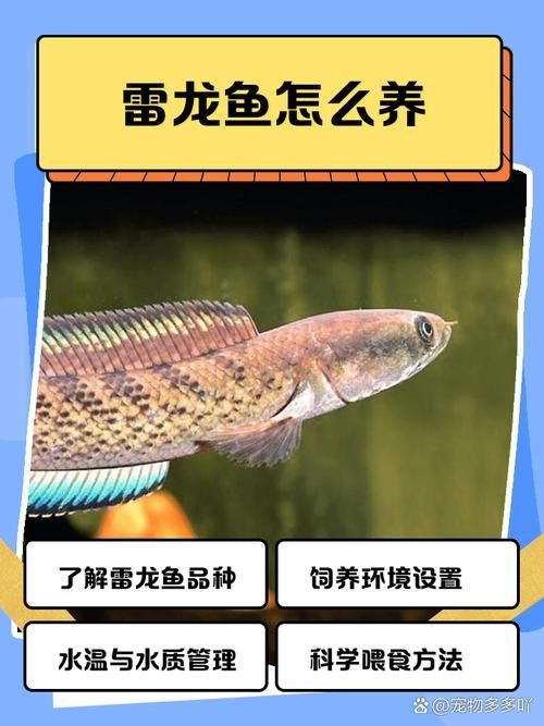 雷州龍魚混養(yǎng)后如何觀察互動情況，雷州龍魚養(yǎng)殖技術