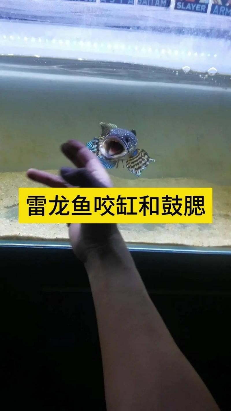 雷州龍魚混養(yǎng)后如何觀察互動情況，雷州龍魚養(yǎng)殖技術