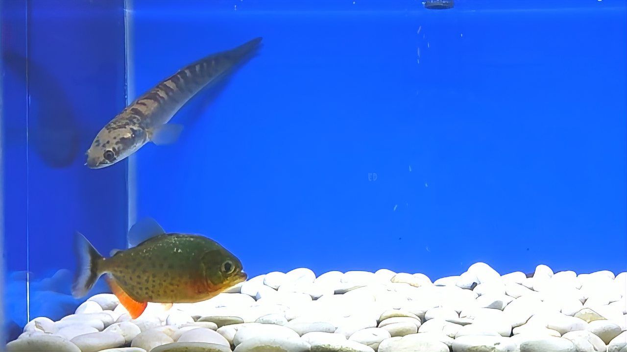 雷州龍魚混養(yǎng)后如何觀察互動情況，雷州龍魚養(yǎng)殖技術