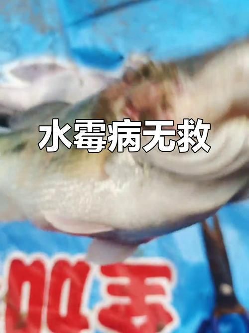 如何區分魚爛真菌和細菌感染，如何區分魚爛真菌與細菌感染（如何區分魚爛真菌和細菌感染）