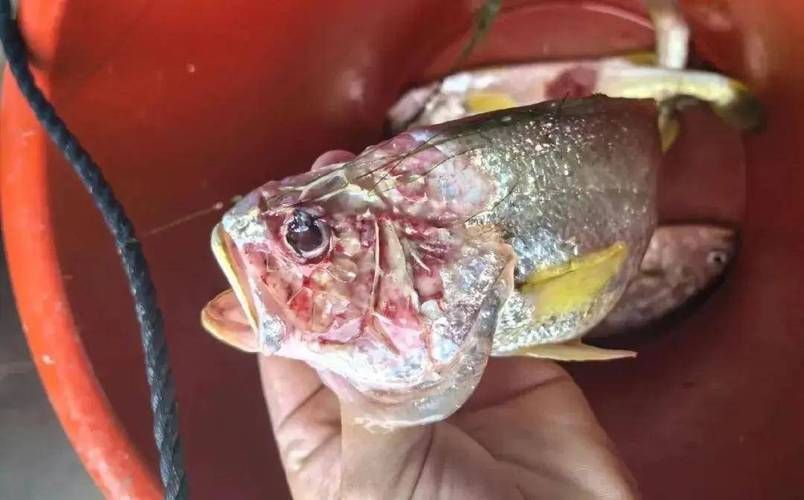 如何區分魚爛真菌和細菌感染，如何區分魚爛真菌與細菌感染（如何區分魚爛真菌和細菌感染）
