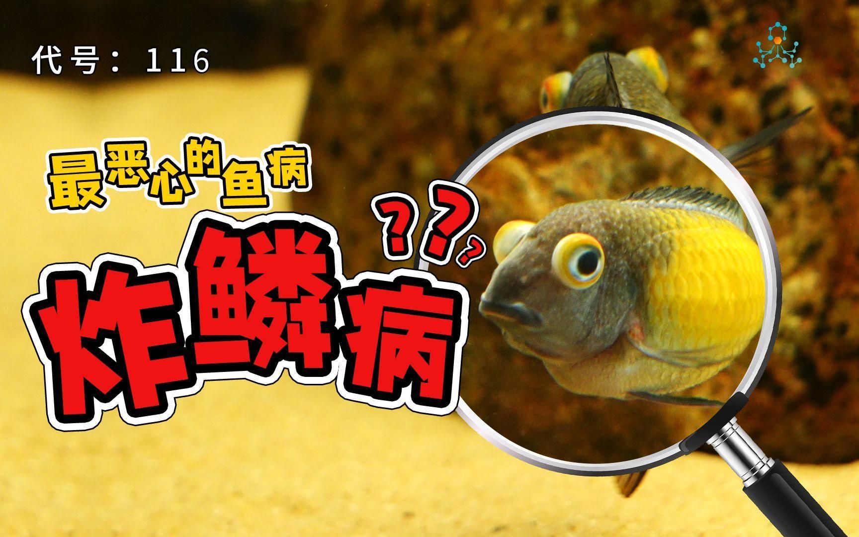 豎鱗病對觀賞魚的影響有哪些，豎鱗病對觀賞魚的影響