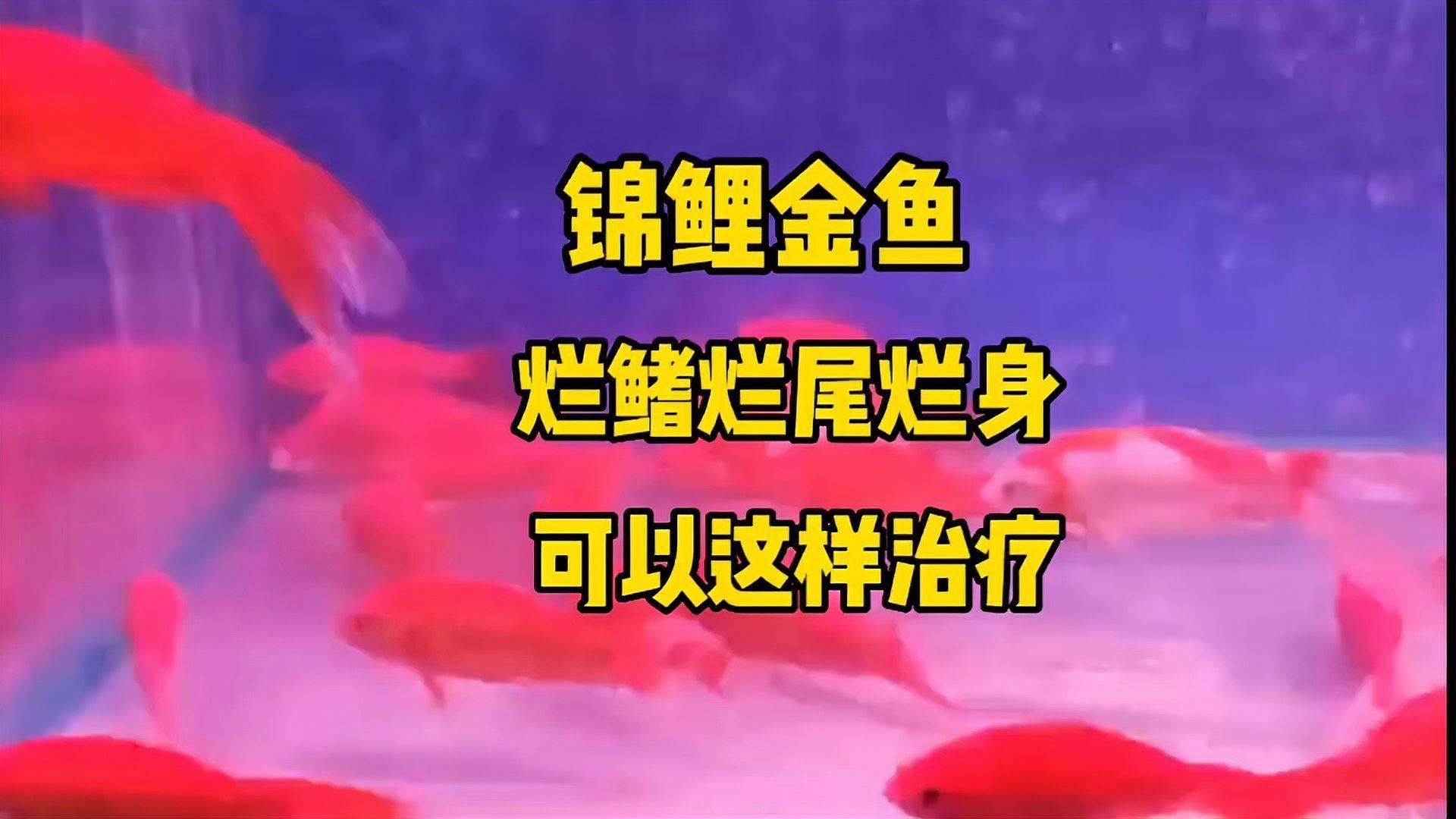 金魚潰爛能活多久，金魚潰爛后能活多久