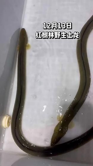 還有哪些海南餐館提供土龍魚，土龍魚的海南餐廳