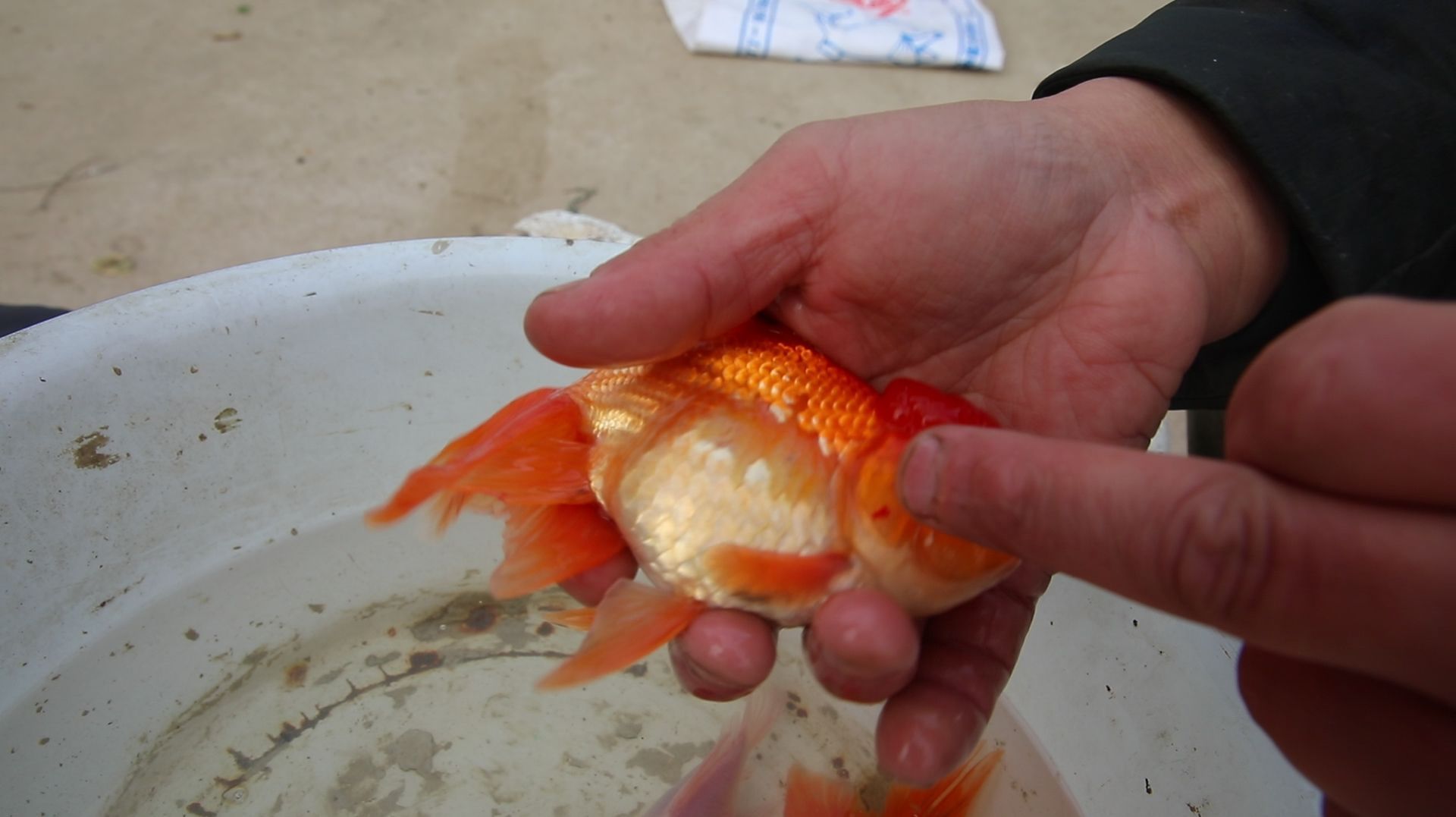 金魚(yú)肚子大怎么辦，金魚(yú)肚子大是養(yǎng)魚(yú)過(guò)程中常見(jiàn)的現(xiàn)象與治療全解析
