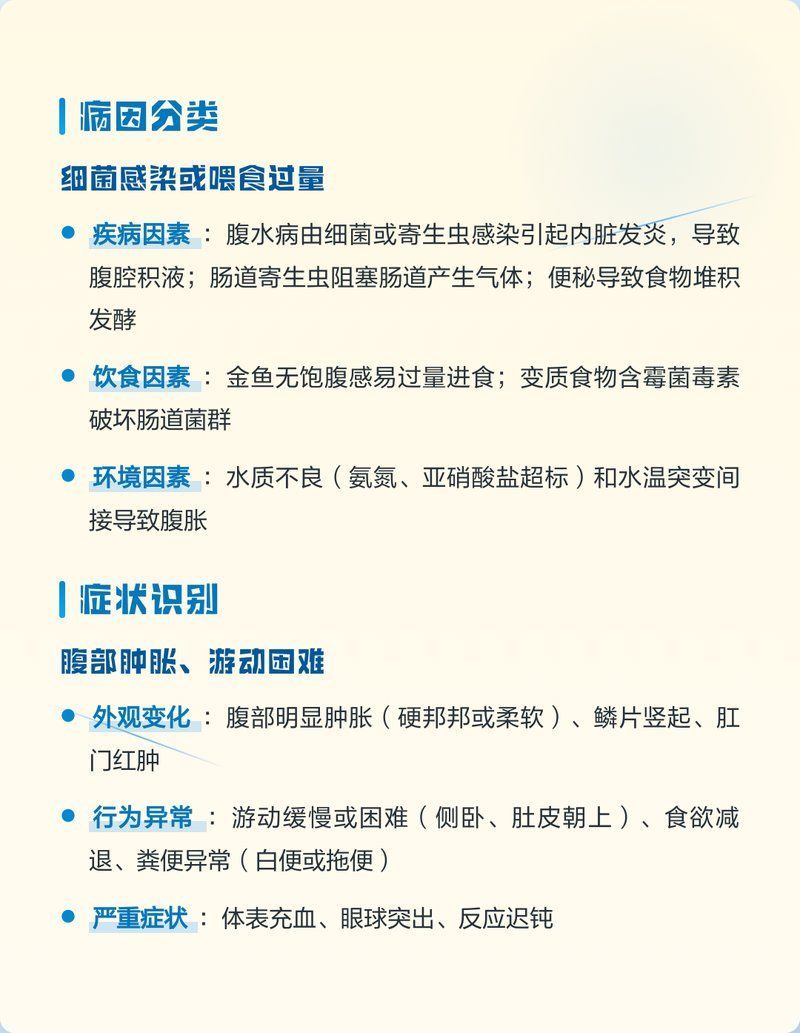 金魚(yú)肚子大怎么辦，金魚(yú)肚子大是養(yǎng)魚(yú)過(guò)程中常見(jiàn)的現(xiàn)象與治療全解析