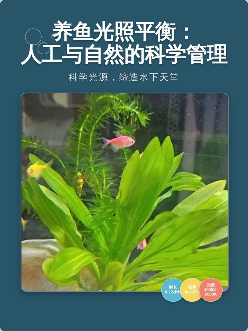 如何判斷魚缸是否需要減少光照，判斷魚缸是否需要減少光照通常需要觀察以下幾個因素