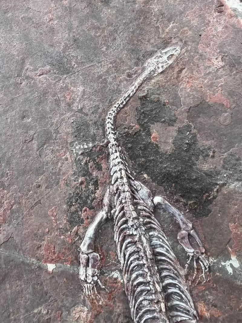 能否提供貴州龍魚的圖片，貴州龍魚與貴州魚龍有什么區別