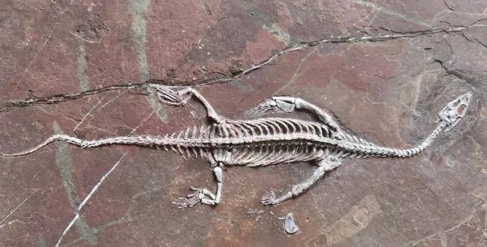 能否提供貴州龍魚的圖片，貴州龍魚與貴州魚龍有什么區別