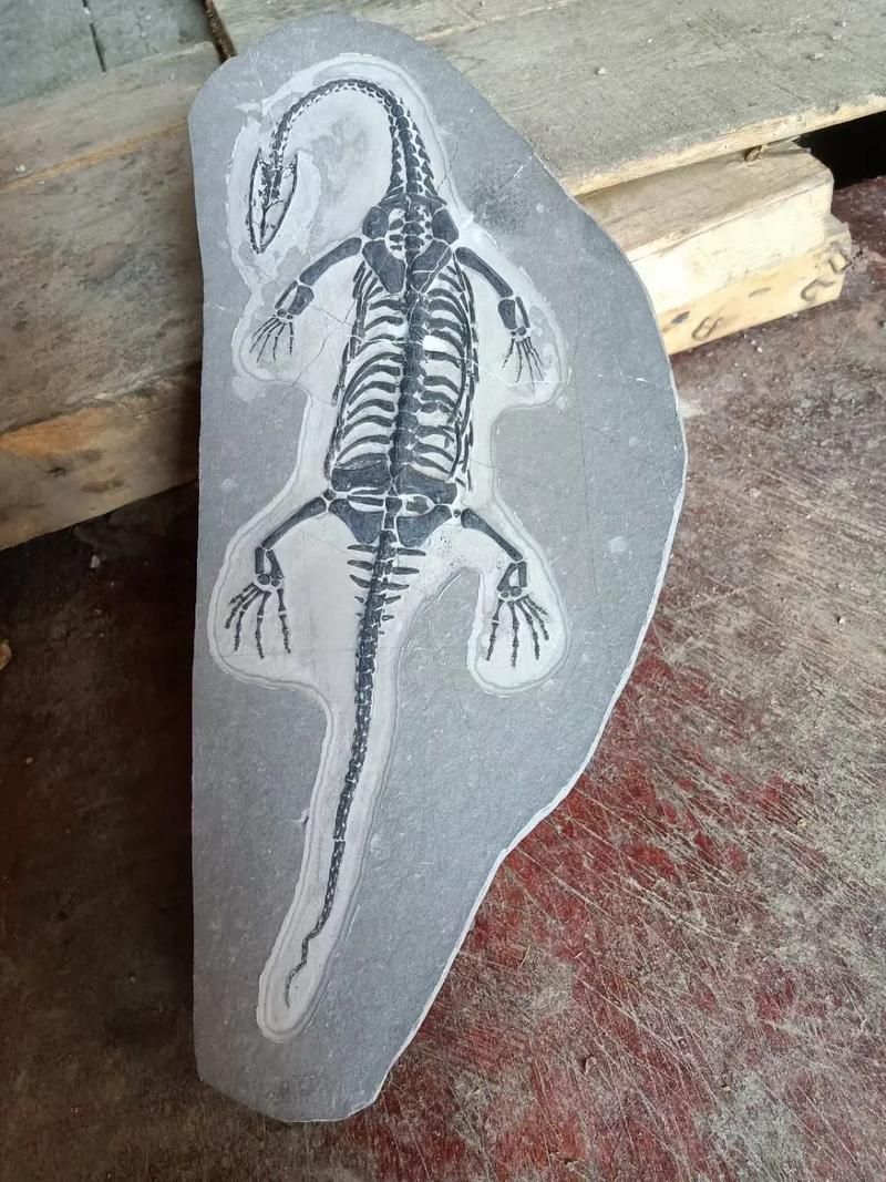 能否提供貴州龍魚的圖片，貴州龍魚與貴州魚龍有什么區別