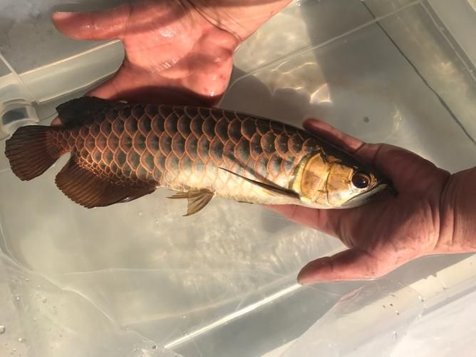 給我一些古龍魚的圖片，古龍魚是什么？