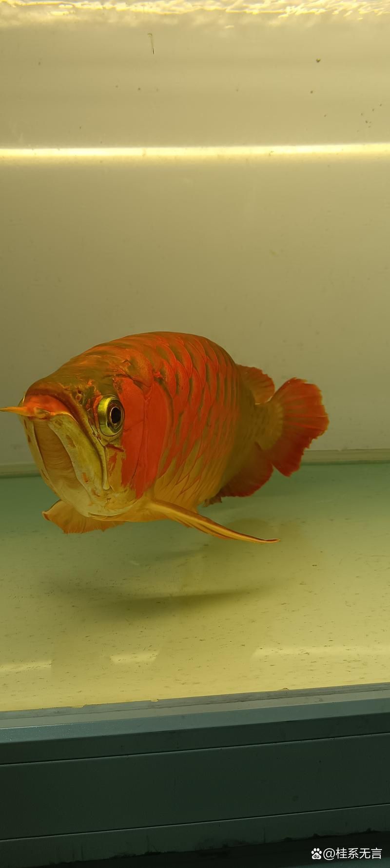 給我一些古龍魚的圖片，古龍魚是什么？