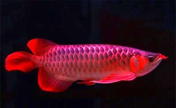 龍魚不開燈多久會掉眼？，龍魚不開燈多久會掉眼
