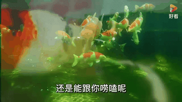 有沒有動態(tài)紅龍魚壁紙推薦，動態(tài)紅龍魚壁紙推薦
