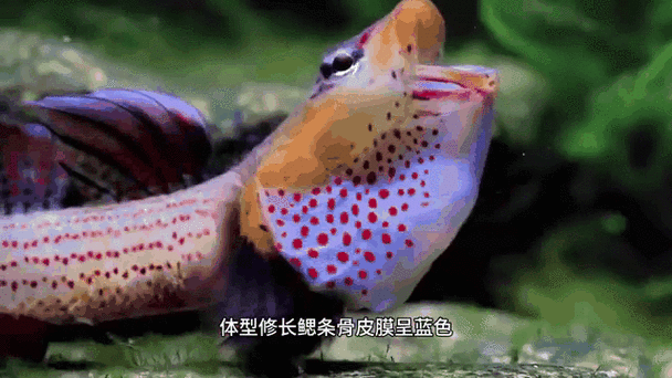 有沒有動態(tài)紅龍魚壁紙推薦，動態(tài)紅龍魚壁紙推薦