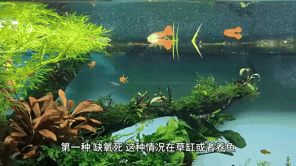 有沒有動態紅龍魚壁紙推薦，動態紅龍魚壁紙推薦