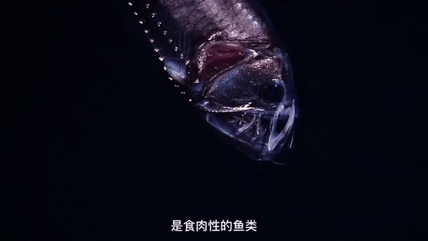 有沒有動態紅龍魚壁紙推薦，動態紅龍魚壁紙推薦