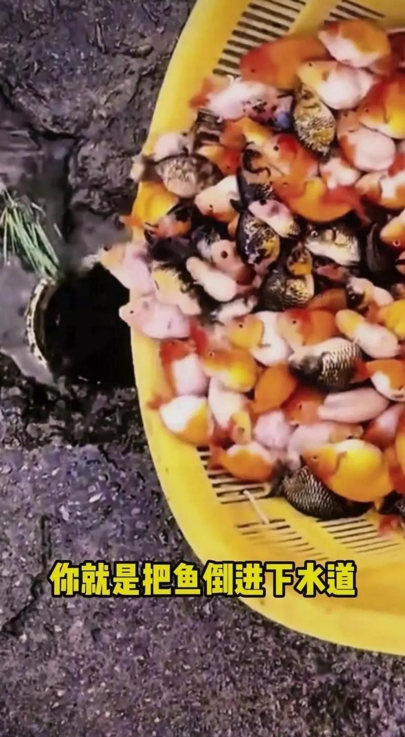 龍魚喂食有哪些禁忌食物，龍魚喂食有哪些禁忌食物，