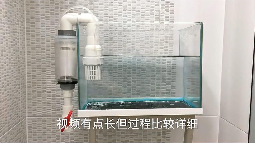 如何降低依蘭龍魚的飼養成本，如何降低依蘭龍魚飼養成本