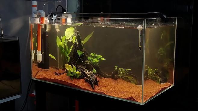 如何降低依蘭龍魚的飼養成本，如何降低依蘭龍魚飼養成本