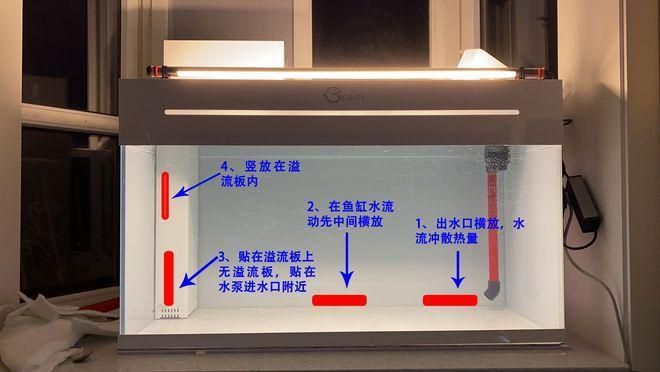 如何降低依蘭龍魚的飼養成本，如何降低依蘭龍魚飼養成本