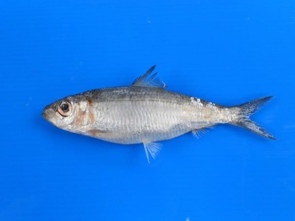 西青龍魚有哪些顏色變異，如何區(qū)分西青龍魚有哪些顏色變異？
