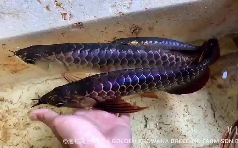 西青龍魚有哪些顏色變異，如何區(qū)分西青龍魚有哪些顏色變異？