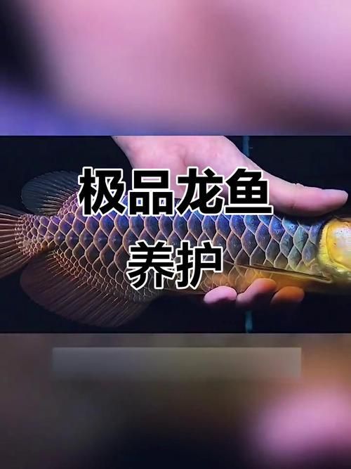 西青龍魚有哪些顏色變異，如何區(qū)分西青龍魚有哪些顏色變異？