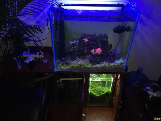 購買過背金龍魚需要準備哪些物品？，買過背金龍魚需要準備哪些物品？