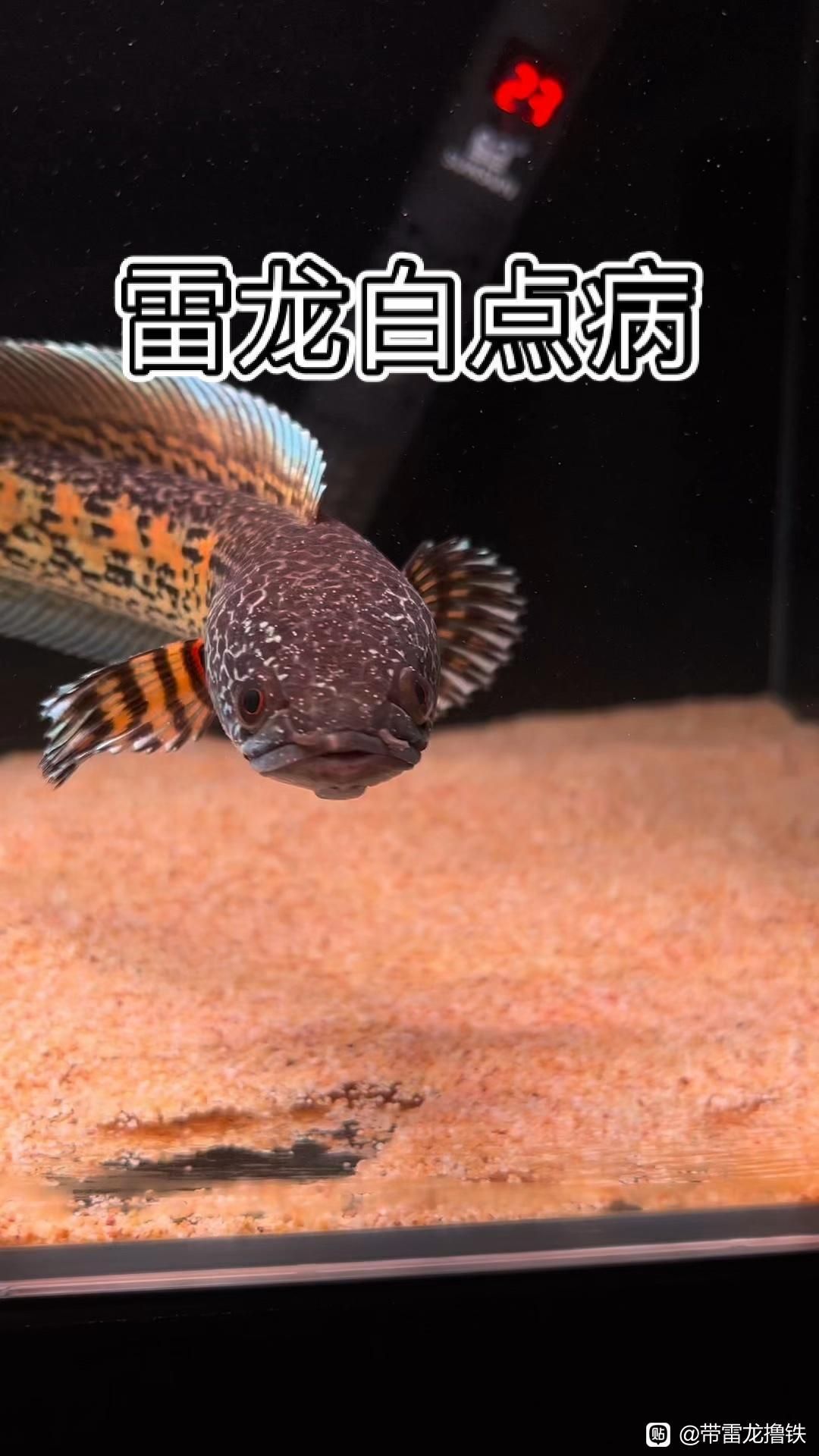 雷龍魚有哪些常見疾病，雷龍魚的常見疾病