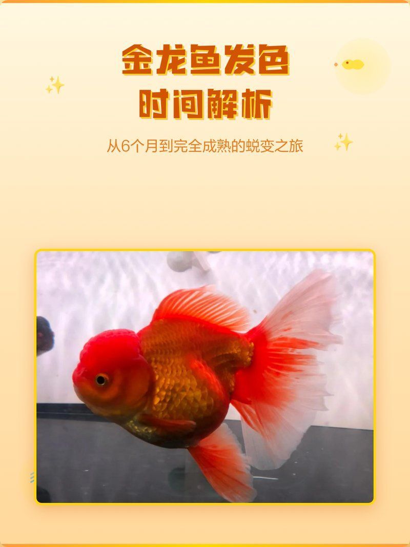 金龍魚喂養(yǎng)多久會發(fā)色，廣州龍魚祥龍魚祥龍魚祥龍魚發(fā)色時間及影響因素解析
