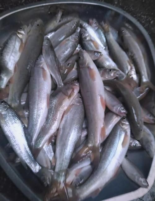 鳳陽龍魚有哪些獨特品種？，鳳陽龍魚是什么品種？