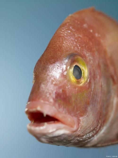 龍魚眼睛有白膜圖片，如何判斷龍魚眼睛白膜是否嚴重