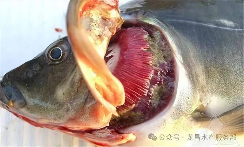 能提供龍魚鰓腫的詳細(xì)圖片嗎？