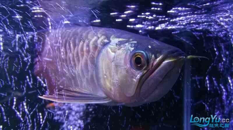 能提供龍魚鰓腫的詳細(xì)圖片嗎？