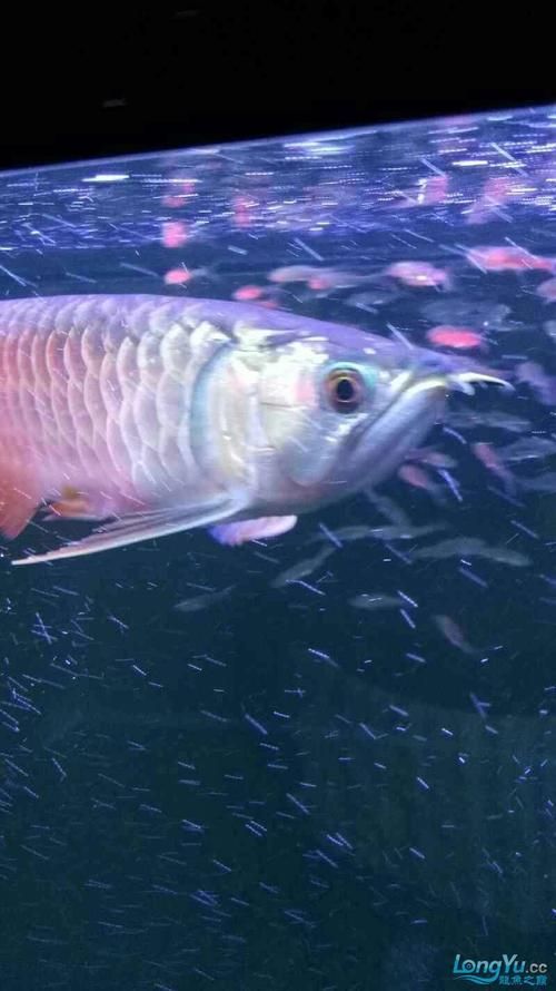 能提供龍魚鰓腫的詳細(xì)圖片嗎？