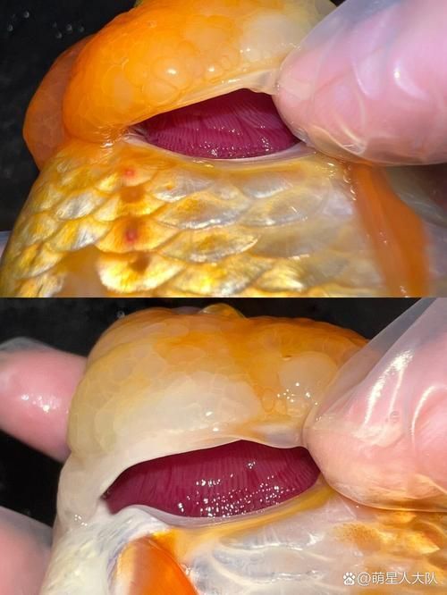 能提供龍魚鰓腫的詳細(xì)圖片嗎？