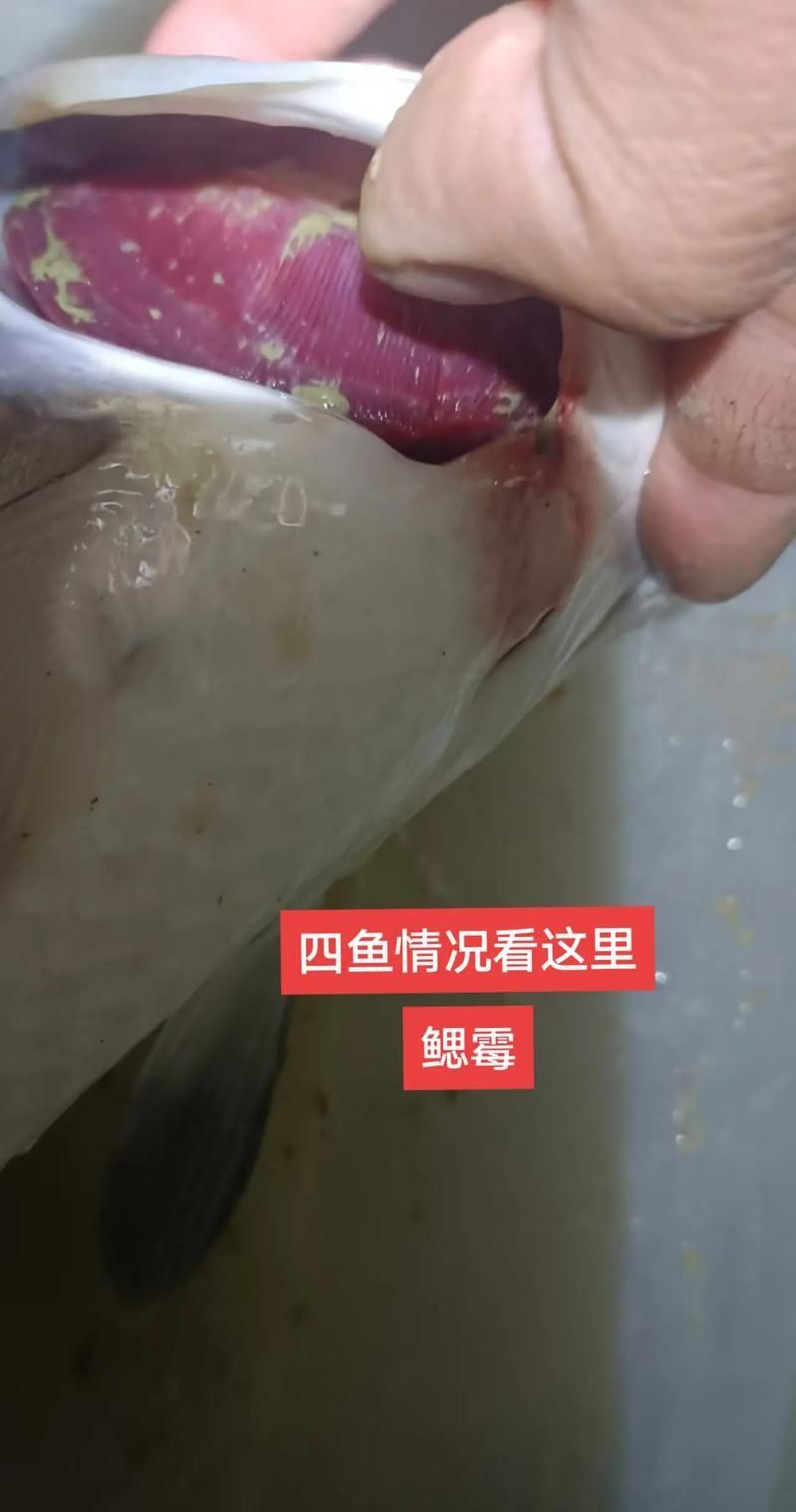 能提供龍魚鰓腫的詳細(xì)圖片嗎？