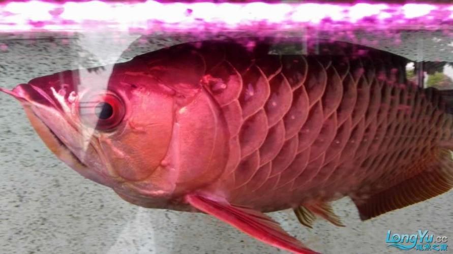 能提供龍魚鰓腫的詳細(xì)圖片嗎？